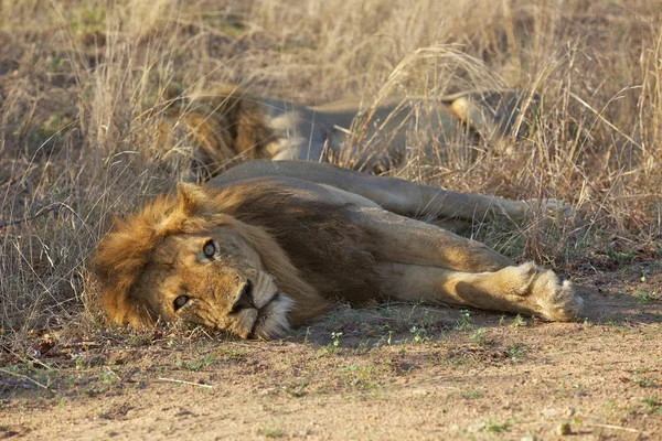 Odpoczynek lwy — Zdjęcie stockowe