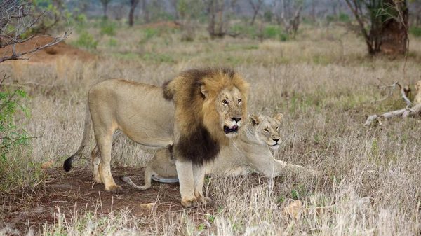 Lion Couple — Stock Photo, Image