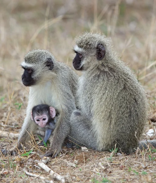 Vervet macacos — Fotografia de Stock