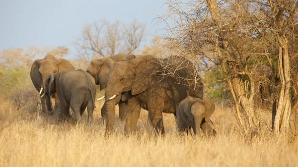 象の群れ — ストック写真