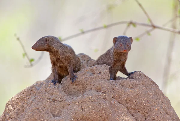 Trpasličí mongoose — Stock fotografie