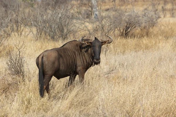 Μπλε γκνου (wildebeest) — Φωτογραφία Αρχείου