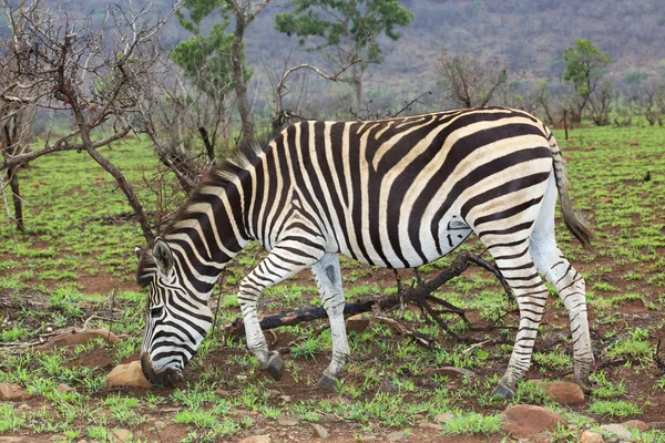 Stock image Plains Zebra