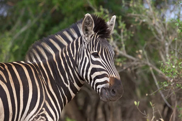 stock image Plains Zebra