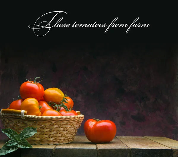 Ці помідори з ферми — стокове фото