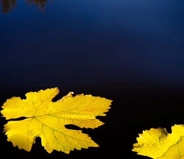 Autumn leaves and water abstract background — Stock Photo, Image