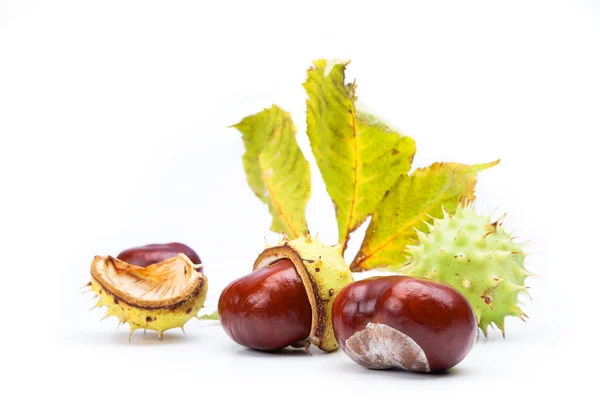 stock image Chestnuts on a white background