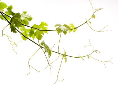 Vine on a white background clipart