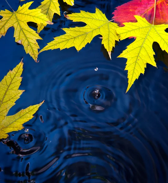抽象的な秋の背景に葉します。 — ストック写真