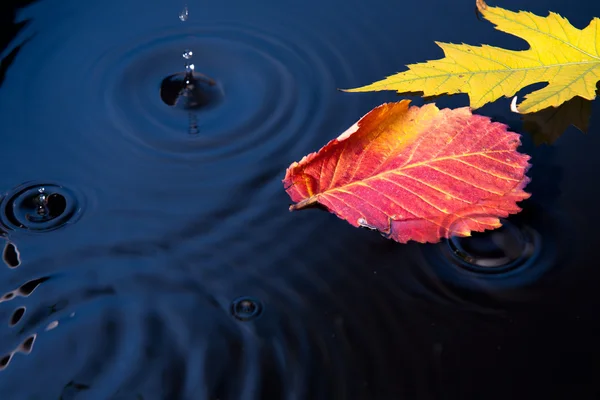 抽象秋季背景与叶 — 图库照片