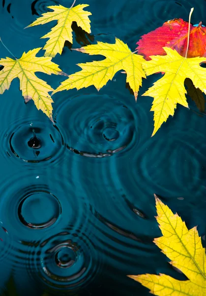 抽象秋季背景与黄色枫叶叶子 — 图库照片