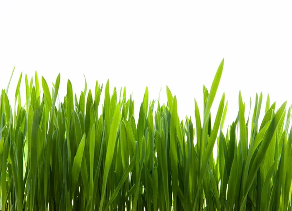 Arte grama verde no fundo branco — Fotografia de Stock