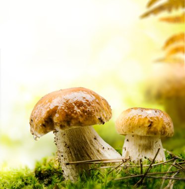 Autumn forest mushrooms clipart