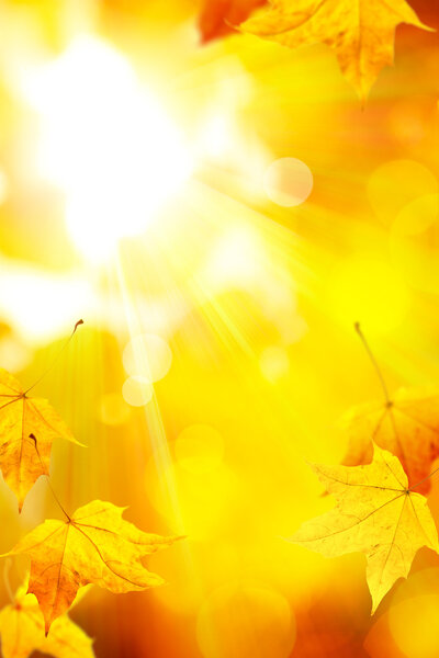 The sun's rays pass through the orange leaves of autumn trees