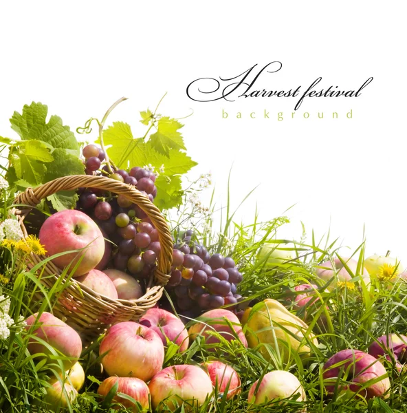 Podzimní pozadí abstraktní umění s ovocem na trávě — Stock fotografie