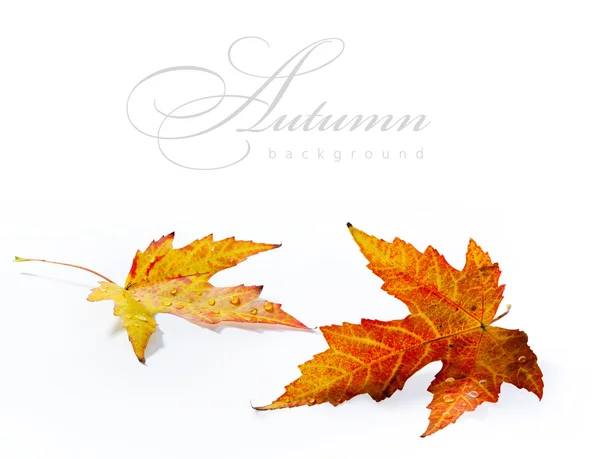 Laranja outono folha de bordo molhado isolado no fundo branco — Fotografia de Stock
