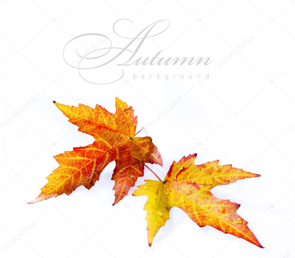 Orange autumn wet maple leaf isolated on white background