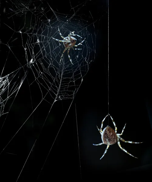 Parti spindlar i halloween natten — Stockfoto