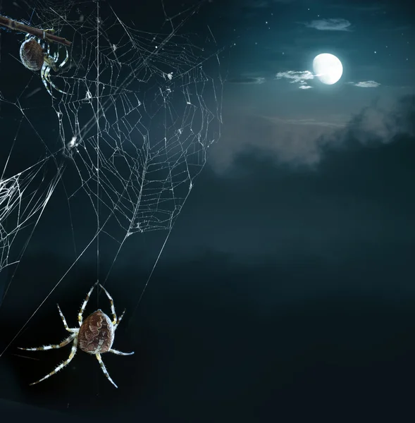 Strana pavouci v noci halloween — Stock fotografie