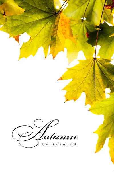 Hojas de arce de fondo de otoño —  Fotos de Stock