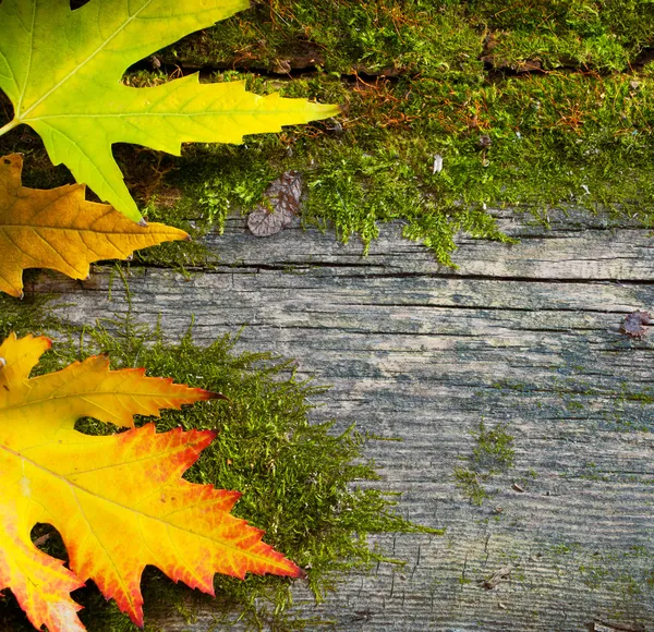 Grunge eski ahşap arka plan üzerinde sanat sonbahar yaprakları — Stok fotoğraf
