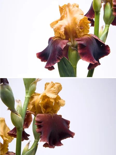 Iris sobre fondo blanco — Foto de Stock