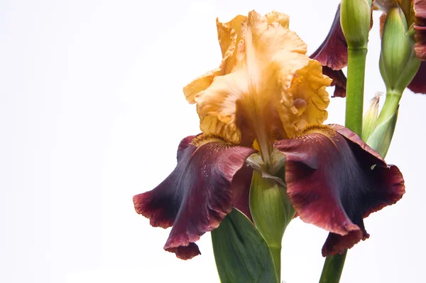 Stock image Irises on a white background