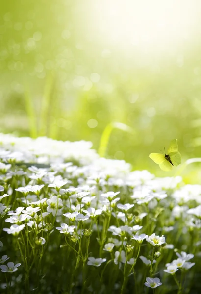 Abstrato arte beleza primavera floral fundo — Fotografia de Stock