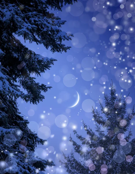 크리스마스 밤에 눈 덮인 숲 — 스톡 사진