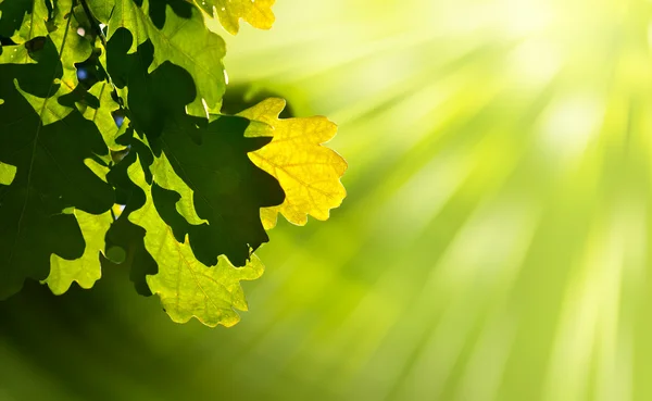 Umění dubový zelené listy — Stock fotografie