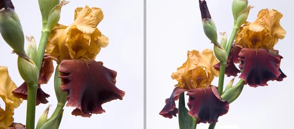 Irises on a white background Stock Image