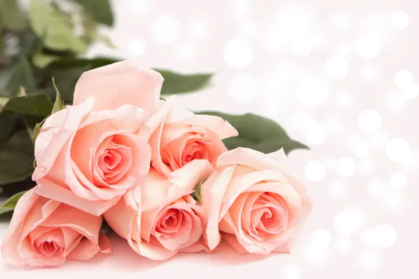 粉红色的背景上的玫瑰 — 图库照片