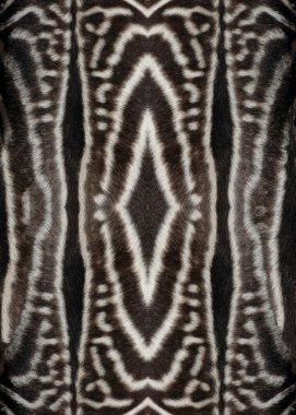 Zebra fur wallpaper clipart