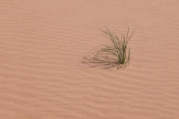 Трава пустыни — стоковое фото