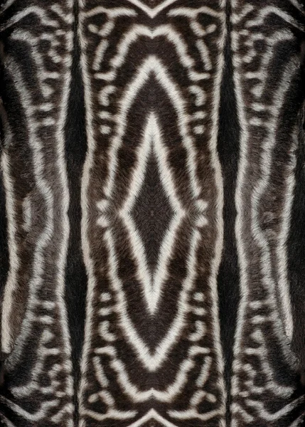 Ζέβρα γούνα ταπετσαρία — Φωτογραφία Αρχείου