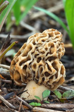 Morel in Illinois clipart