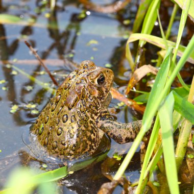 Amerikan kara kurbağası (Bufo americanus)