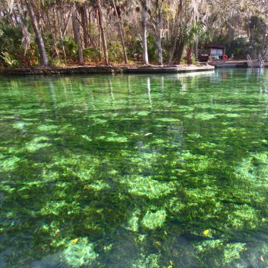 Wekiwa Springs in Florida clipart