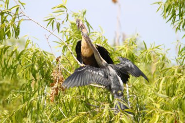 Anhingas in the Everglades clipart