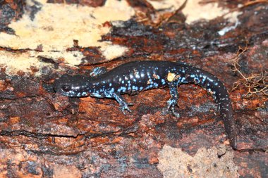 Blue-spotted Salamander (Ambystoma laterale) clipart