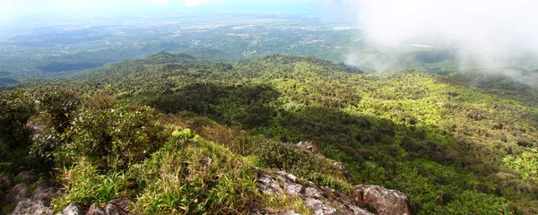 Puerto-ricanischer Regenwald — Stockfoto