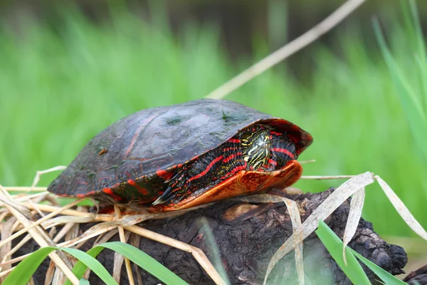 Painted Turtle (chrysemys picta)) — стоковое фото