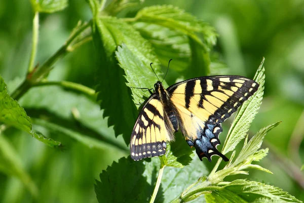 Queue d'Hirondelle tigrée (Papilio glaucus ) — Photo