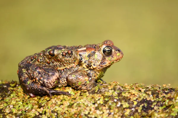 American Toad (Bufo americanus) — Stock Photo, Image