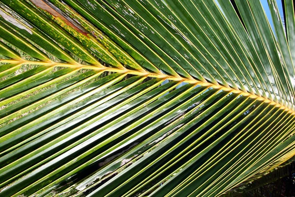 Palm Frond Background — 스톡 사진