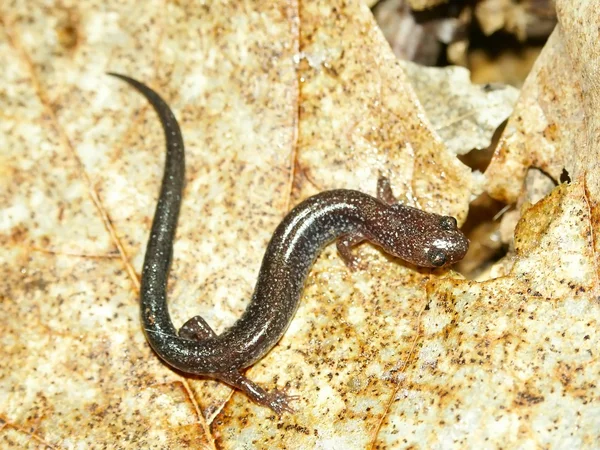 Salamandra-ruiva (Plethodon cinereus ) — Fotografia de Stock