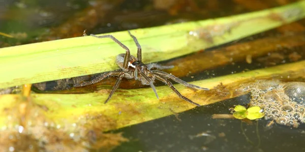 Шестипятнистый рыболовный паук (Dolomedes triton ) — стоковое фото