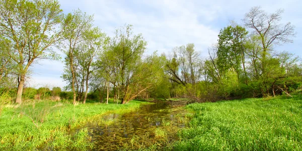 淹水的湿地-伊利诺伊州 — 图库照片