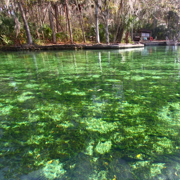 Wekiwa springs Florida — Stok fotoğraf