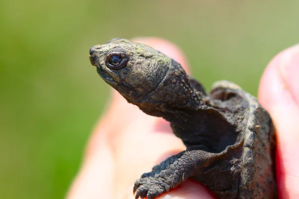 Minik yapışma kaplumbağa — Stok fotoğraf